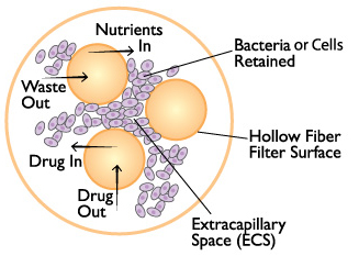 The Advantages of Hollow Fiber Bioreactors in Cell Culture - FiberCell Systems The Advantages of Hollow Fiber Bioreactors in Cell Culture - FiberCell Systems